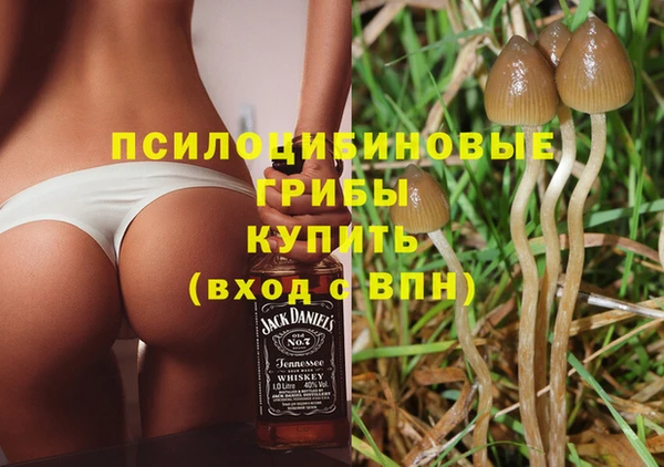 шишки Верея